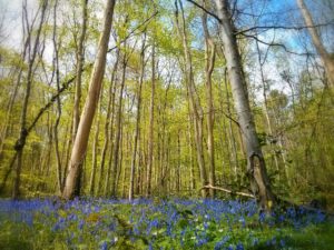 Fforest Fawr Bluebells