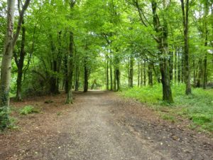 Fforest Fawr path