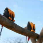 adventure play animals