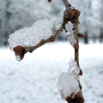 Twigs