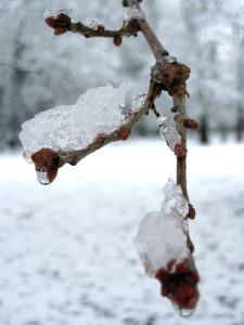Twigs