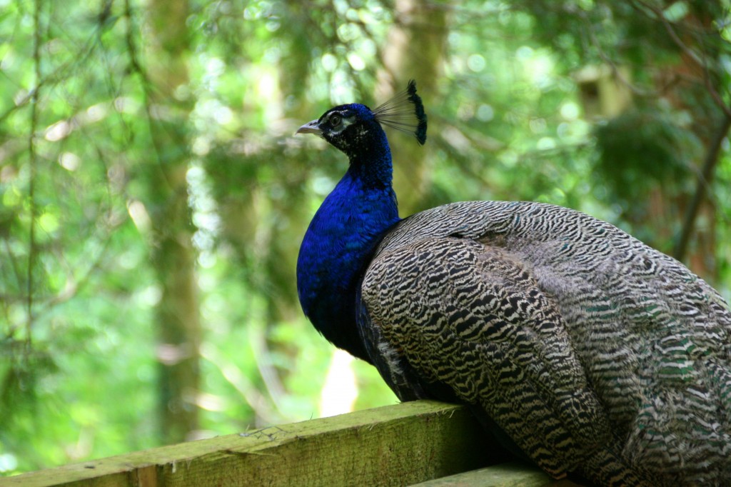 Close up of peacock