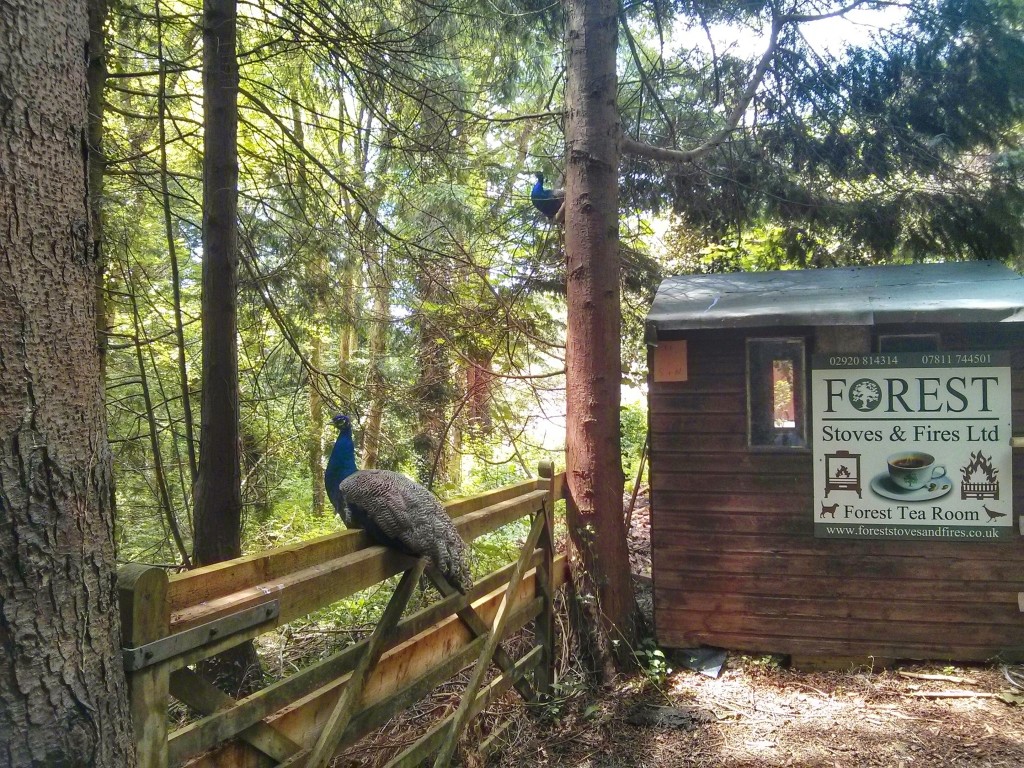 Forest Tea Room