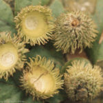 Bristly acorn cups, Quercus cerris, Taf Fechan, Oct 1971