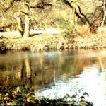 Friesians graze on west bank of Taff at Radyr, 25 Nov 1974