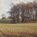 Oak, birch, beech spinney pasture, arable. ORs ridge, East of Tongwynlais Wood. 4 Feb 1972