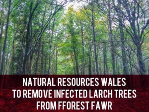 Fforest Fawr larch disease