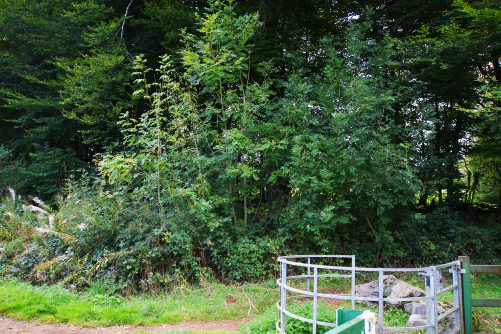 Fforest Fawr natural regeneration