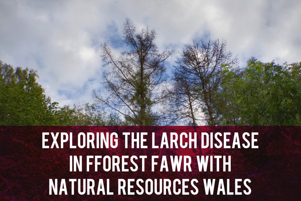 Fforest Fawr exploration header