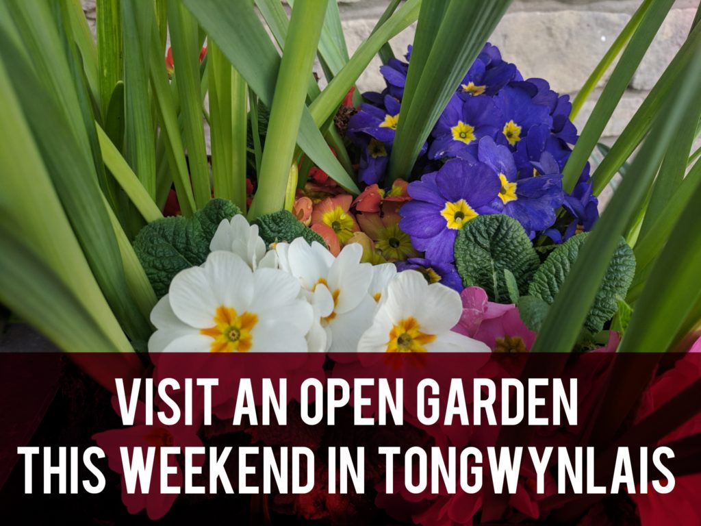 Visit an open garden this weekend in Tongwynlais header