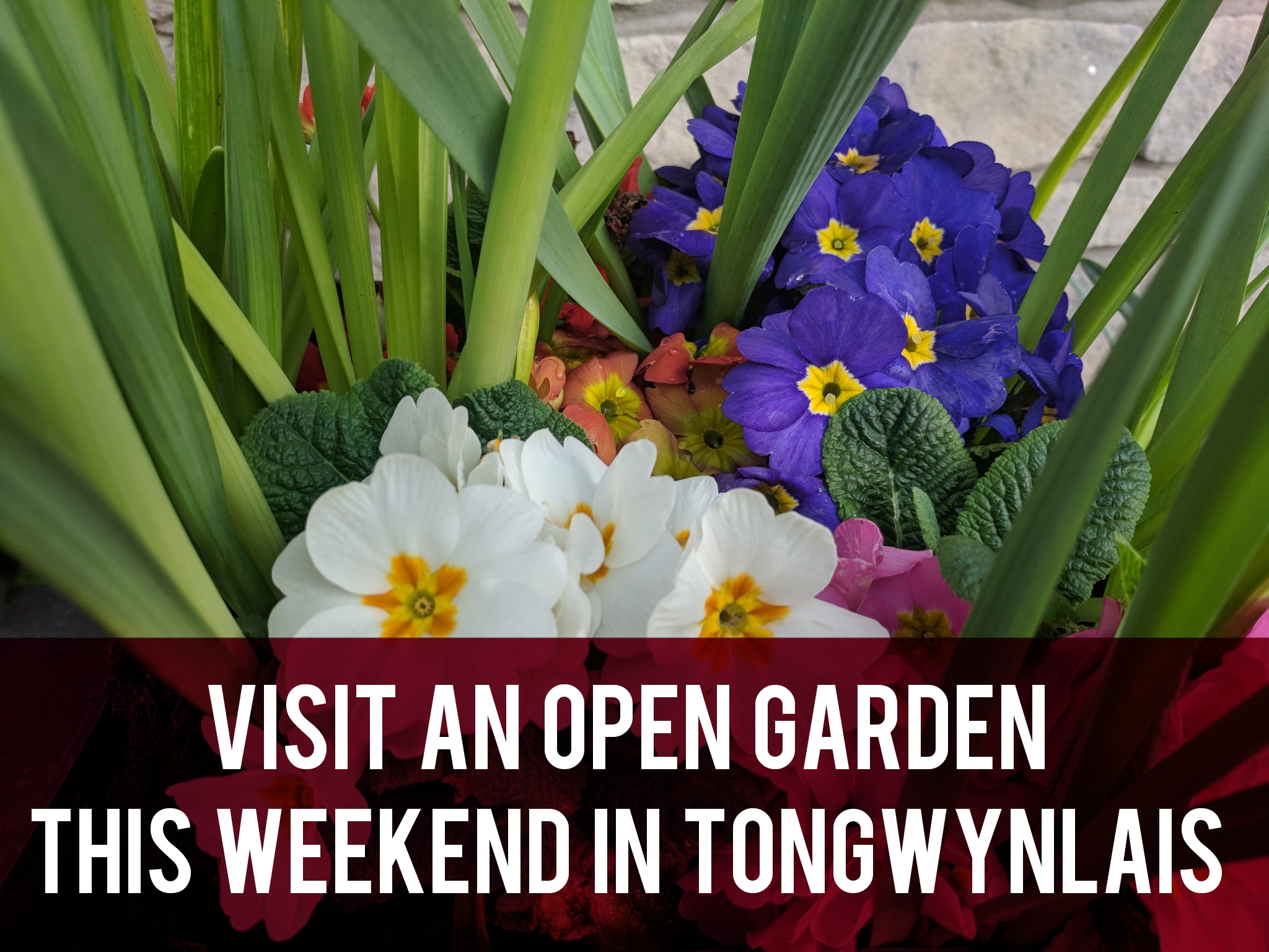 Visit an open garden this weekend in Tongwynlais header