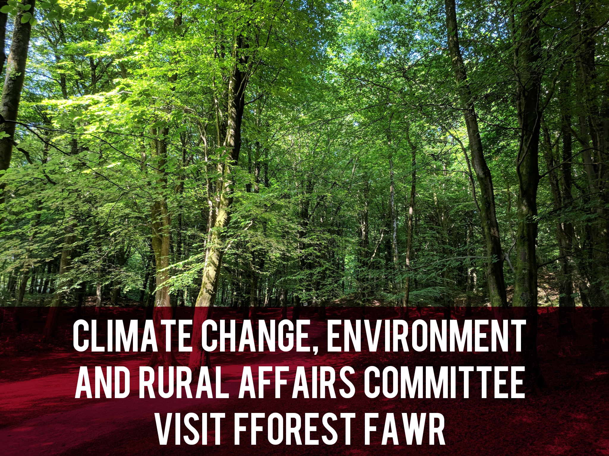 Climate Change, Environment and Rural Affairs Committee Visit Fforest Fawr header