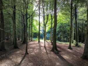 Fforest Fawr woodland