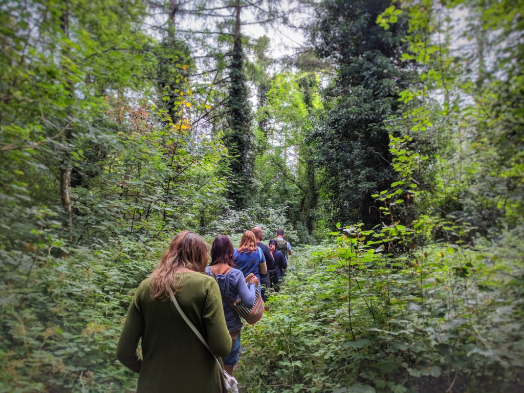 Mindful walking in Fforest Fawr