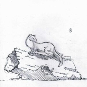 Drawing of a sculpture of a pine marten