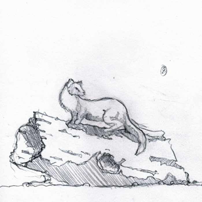 Drawing of a sculpture of a pine marten
