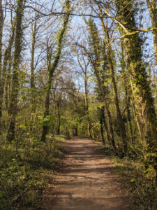 Path in Fforest Ganol