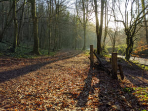 Sunlight at Fforest Ganol