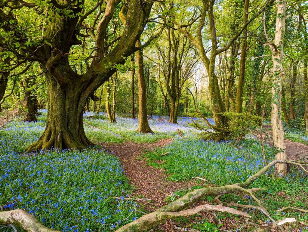 Bluebells in woodland with footpath