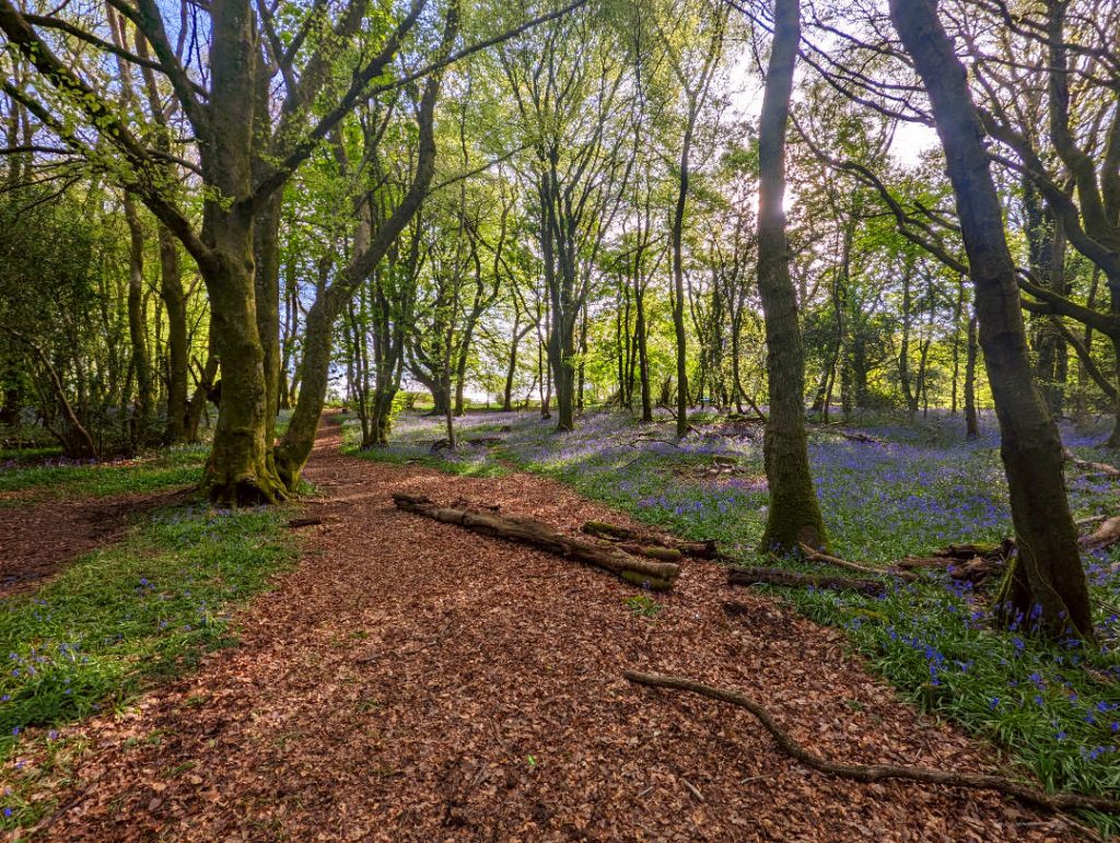 Bluebells in woodland