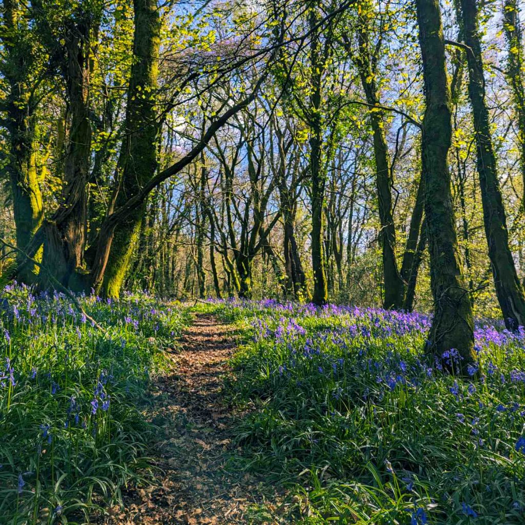 Bluebells lining a forest path.