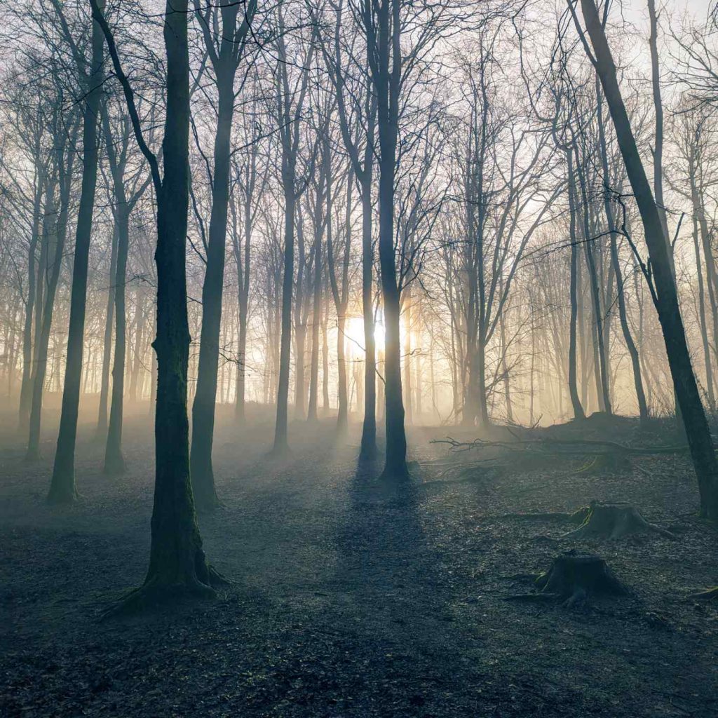 Sunlight streaming through misty woodland.