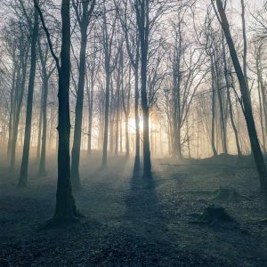 Sunlight streaming through misty woodland.